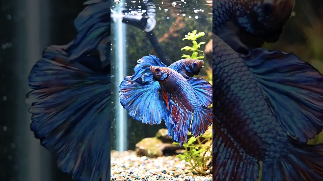 Betta Fish in Love💞#betta #bettafish