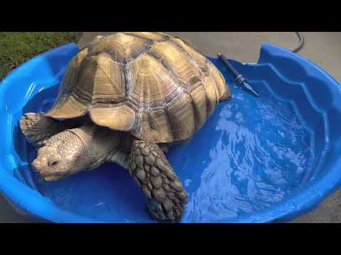 WHY TORTOISES NEED SOAKING