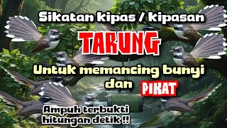 Download lagu Burung SIKATAN KIPAS / KIPASAN ribut paling ampuh untuk memancing bunyi dan PIKAT mp3