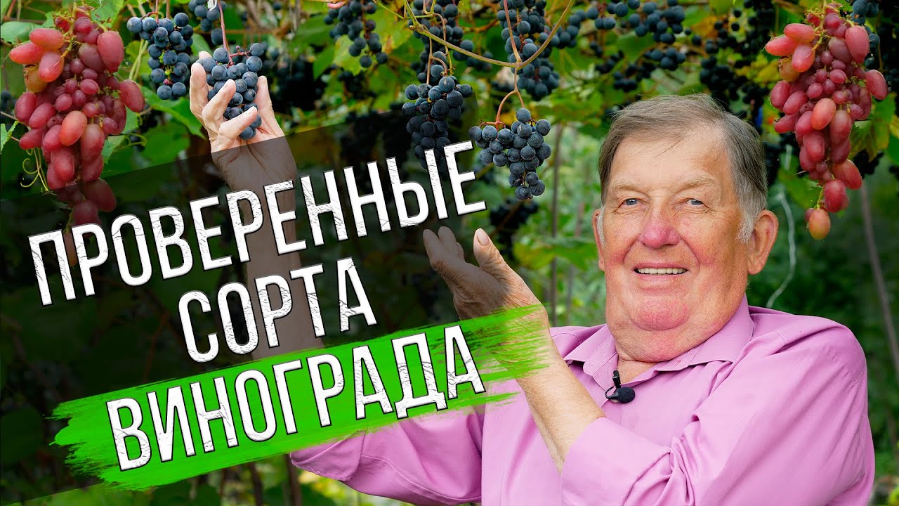 Виноград в Сибири в открытом грунте: посадка и уход