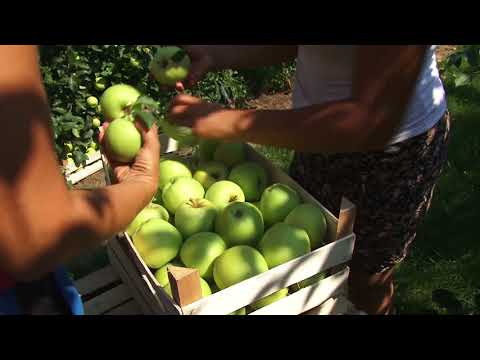 Reč struke ep. 166 03.04.2018. NAJAVA