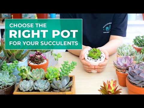 YouTube video about: Which succulents can be planted together?