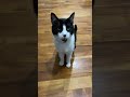 Cute Tuxedo Cat Needs Attention