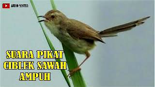 Download lagu SUARA PIKAT CIBLEK SAWAH AMPUH mp3 Download lagu SUARA PIKAT CIBLEK SAWAH AMPUH mp3