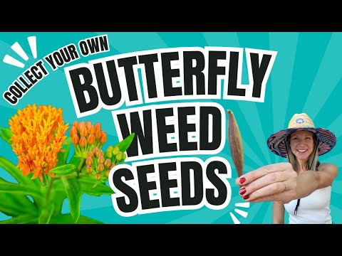 How to Harvest Butterfly Milkweed Seeds (Asclepias Tuberosa) 🌱🦋 | Step-by-Step Guide