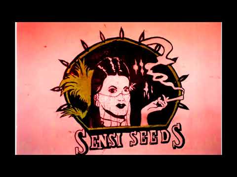 STONA BMS - PALI SIE