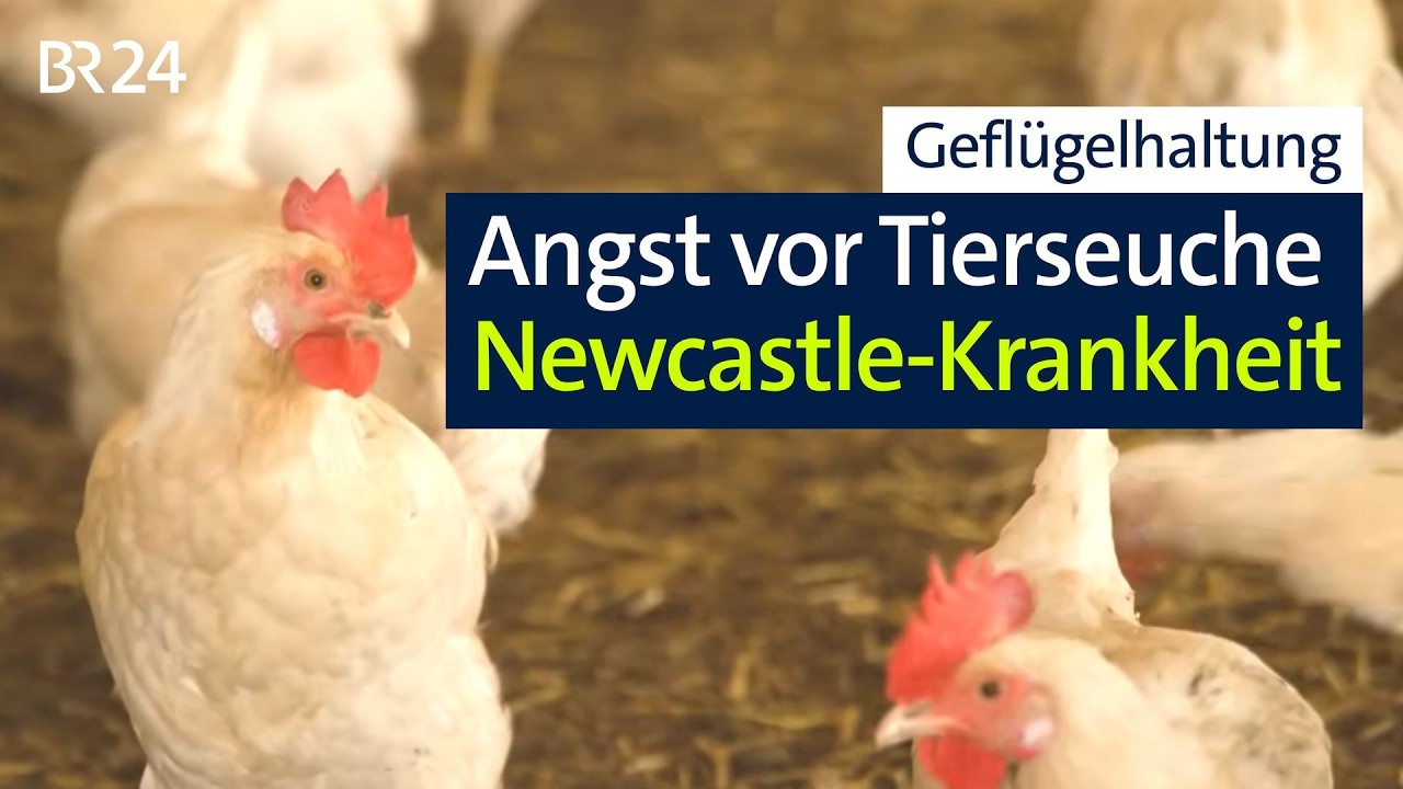 Nach Ausbruch der Newcastle-Krankheit: Viele Geflügelhalter wollen nachimpfen | Abendschau | BR24