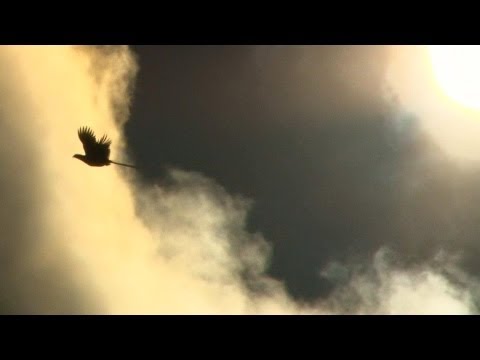High pheasants – 90 yard screamer from Crowman High pheasants – 90 yard screamer from Crowman