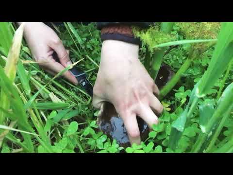 Pleurotus eryngii var. ferulae (Giant fennel mushroom)