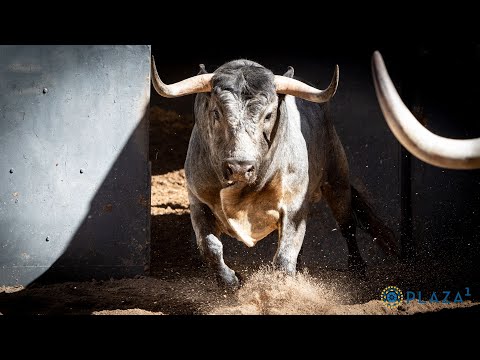 Sorteados los toros de Saltillo para la cita del domingo 27 abril