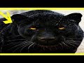 Best Animal Fights Compilation Wolf Attack Caught On Tape Wildlife Animals