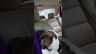 Perro de Presa Canario Puppies Videos
