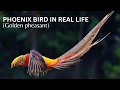 phoenix bird in real life (Golden pheasant) | Animal wildlife video