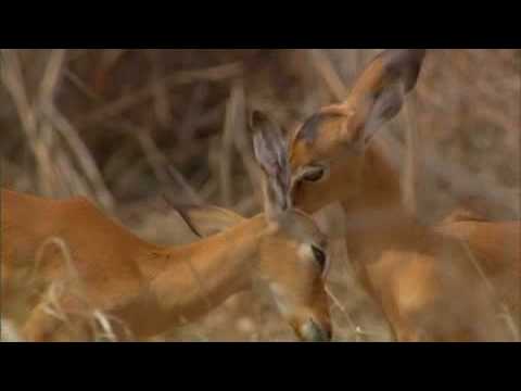 Lambs care for each other