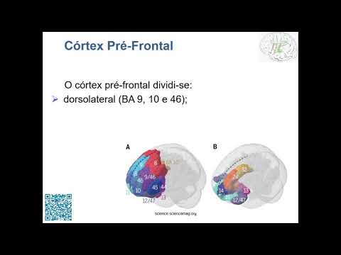 Psicologia e Neurociências: Funções Executivas (Luria e Kandel)