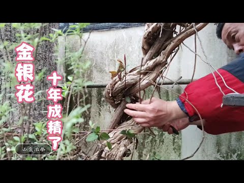 スイカズラは霜を恐れますか？お手入れに関する私たちのアドバイス！  庭園