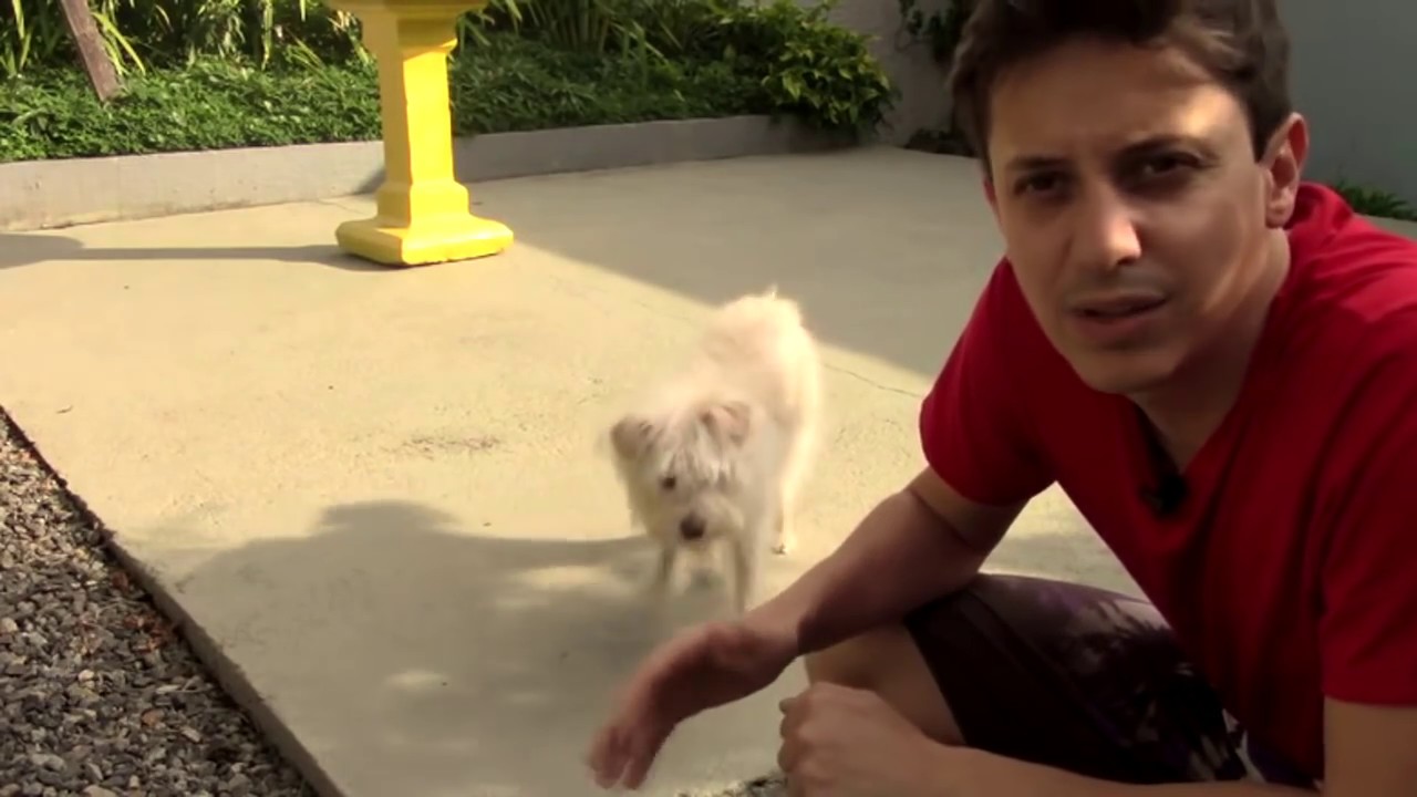 COMO ENSINAR O SEU CÃO A "VIR QUANDO CHAMADO"