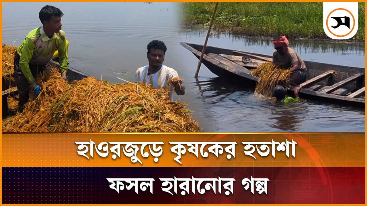 কিশোরগঞ্জে ডুবে থাকা ধানের জন্য কৃষকের লড়াই