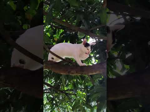 Cats on the mango tree!