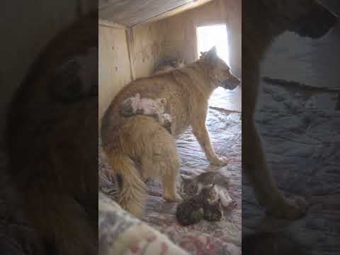 He Just Wanted To Get Up… But One Kitten Refused To Let Go 🐶🐾