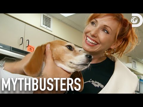 Secret Tactics to Outsmart Sniffer Dogs | Mythbusters | Discovery