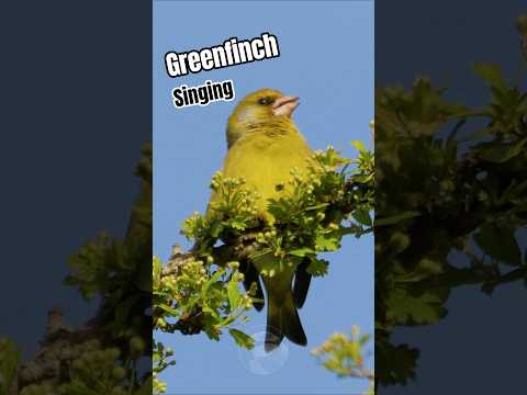 The Greenfinch's Magical Song Will Make Your Day!