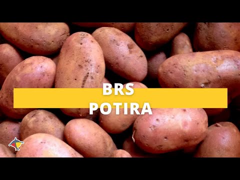 , title : 'Nova variedade de batata é produtiva e tem aptidão para fritura e cozimento | Programa Terra Sul'