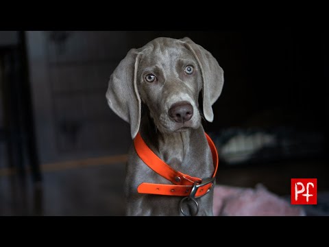 Life With Koda ( Episode 2) - First steps in Koda's training or raising a hunting weimaraner.