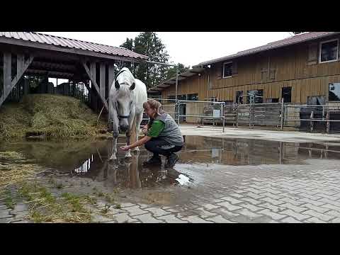 Pferd mit Angst vor Wasser umkonditionieren