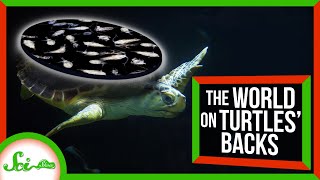 Sea Turtles Really DO Carry a (Microscopic) World on Their Backs