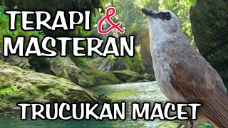 Download lagu Terapi trucukan stres - TERAPI TRUCUKAN MACET BUNYI 💯% Ampuh JADIKAN BURUNG TRUCUK RAJIN BUNYI mp3