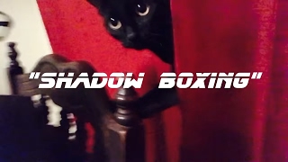 Black Cat Adventures !😍