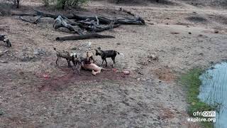 Wild Dogs Hunt Impala (Graphic)