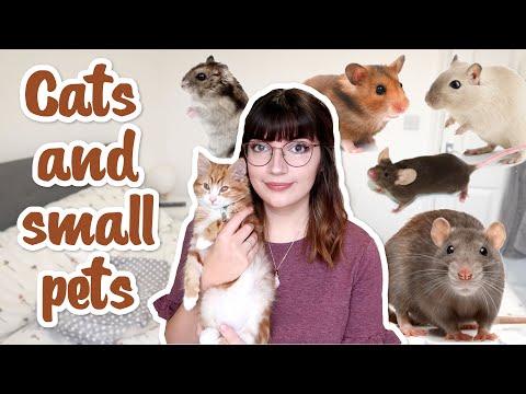 How to safely own Cats and Small pets!