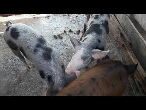 , title : 'minha porca perdeu movimento trazeiro..remédio pra combater peste suína salmonela menegite e outros'