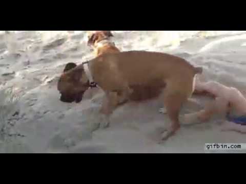 Funny video: Do not disturb the dog.