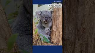 コアラの赤ちゃん、母コアラの袋から顔を出す　横浜市立金沢動物園 #コアラ #横浜市立金沢動物園 #動物園 #有袋類 #zoo #koala #shorts
