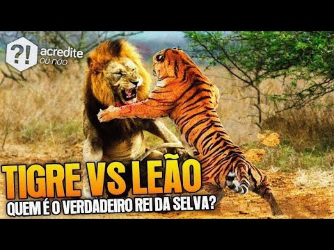 TIGRE VS LEÃO: QUEM VENCE NUMA BATALHA?