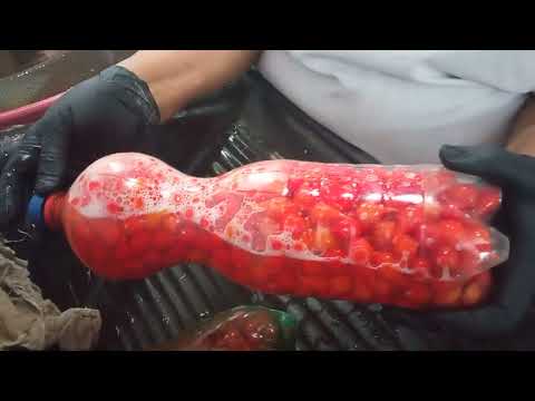 PIMENTA BIQUINHO - COMO DRENAR PIMENTA BIQUINHO DO PET CORRETAMENTE!