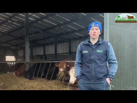 Finishing cattle on Future Beef farmer James Skehan’s Farm
