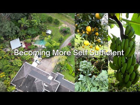 Spring Garden Tour: Creating A Food Forest In My Tropical Garden
