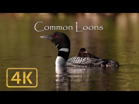 Common Loon Documentary (Narrated) in 4k