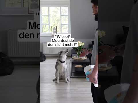 Ja… Auch ein Husky blutet… #Husky ￼