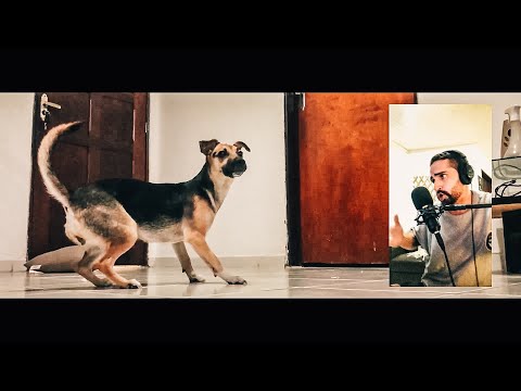 UM TRAP SOBRE UMA CADELA TRICOLOR