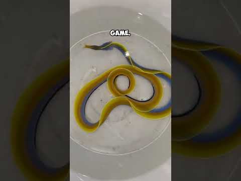 This Fish was Featured in a Game 🎮