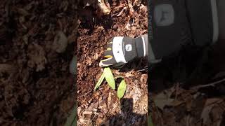 Transplanting Ramps