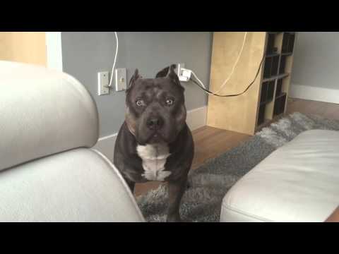 Conversations with my Dog. Czr American Bully Answers Questions.