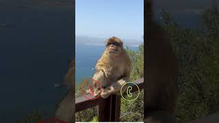 Download lagu monkey calling #ringtone #smartphone #music #ringtones #song #cat #funnycallringto #funny mp3 Download lagu monkey calling #ringtone #smartphone #music #ringtones #song #cat #funnycallringto #funny mp3