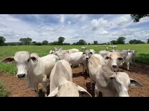 Fazenda Bom Jardim – Verdelândia, MG