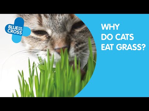 Why Do Cats Eat Grass? | Blue Cross